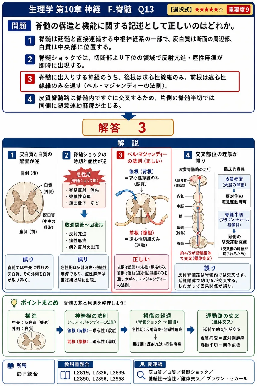 脊髄の構造と機能に関する記述として正しいのはどれか。 解説図