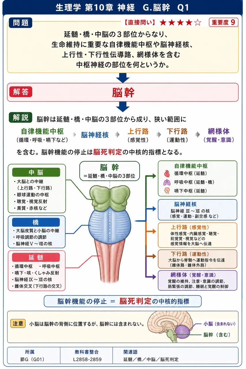 延髄・橋・中脳の3部位からなり、生命維持に重要な自律機能中枢や脳神経核、上行性・下行性伝導路、網様体を含む中枢神経の部位を何というか。 解説図