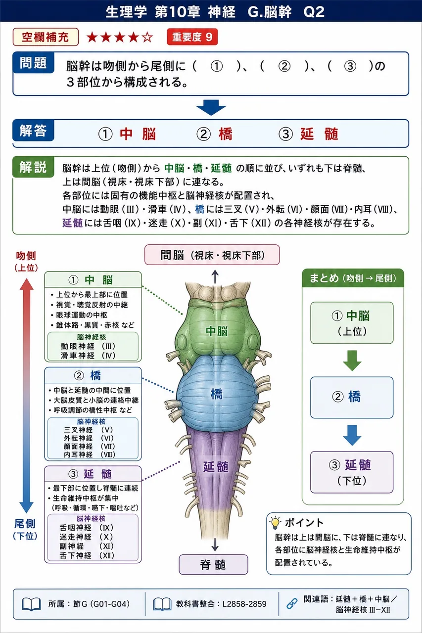 脳幹は吻側から尾側に（ ① ）、（ ② ）、（ ③ ）の3部位から構成される。 解説図