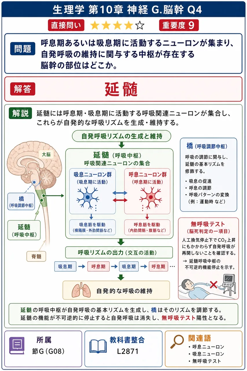 呼息期あるいは吸息期に活動するニューロンが集まり、自発呼吸の維持に関与する中枢が存在する脳幹の部位はどこか。 解説図