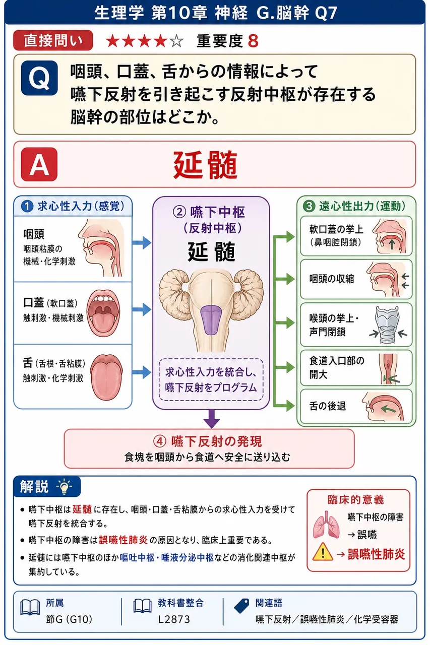 咽頭、口蓋、舌からの情報によって嚥下反射を引き起こす反射中枢が存在する脳幹の部位はどこか。 解説図