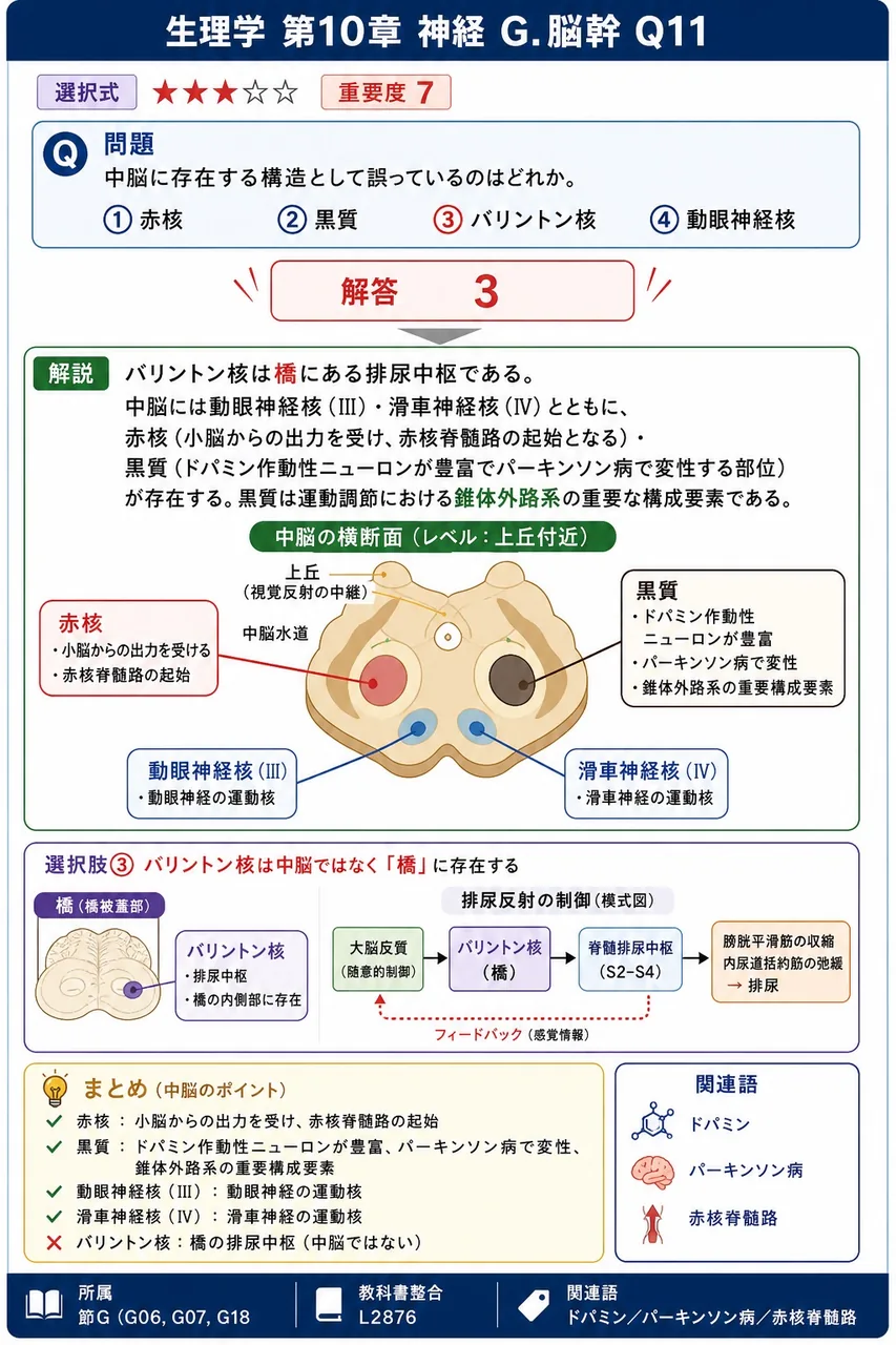 中脳に存在する構造として誤っているのはどれか。 解説図
