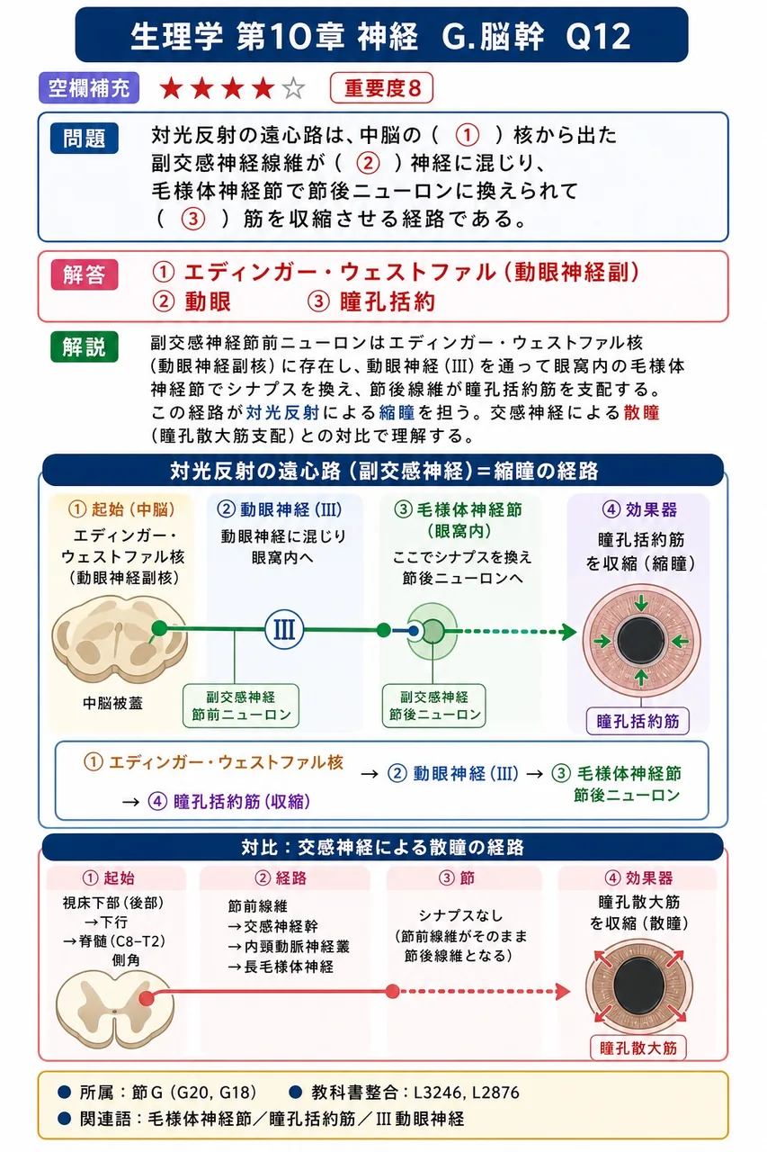 対光反射の遠心路は、中脳の（ ① ）核から出た副交感神経線維が（ ② ）神経に混じり、毛様体神経節で節後ニューロンに換えられて（ ③ ）筋を収縮させる経路である。 解説図