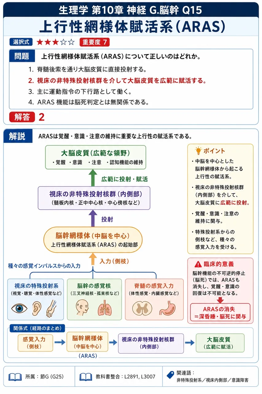 上行性網様体賦活系（ARAS）について正しいのはどれか。 解説図