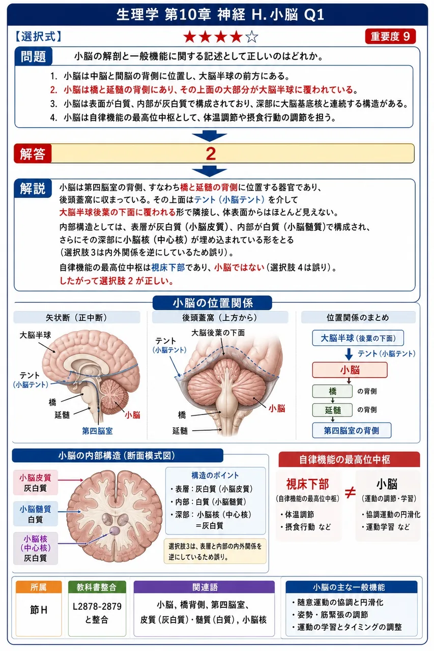 小脳の解剖と一般機能に関する記述として正しいのはどれか。 解説図