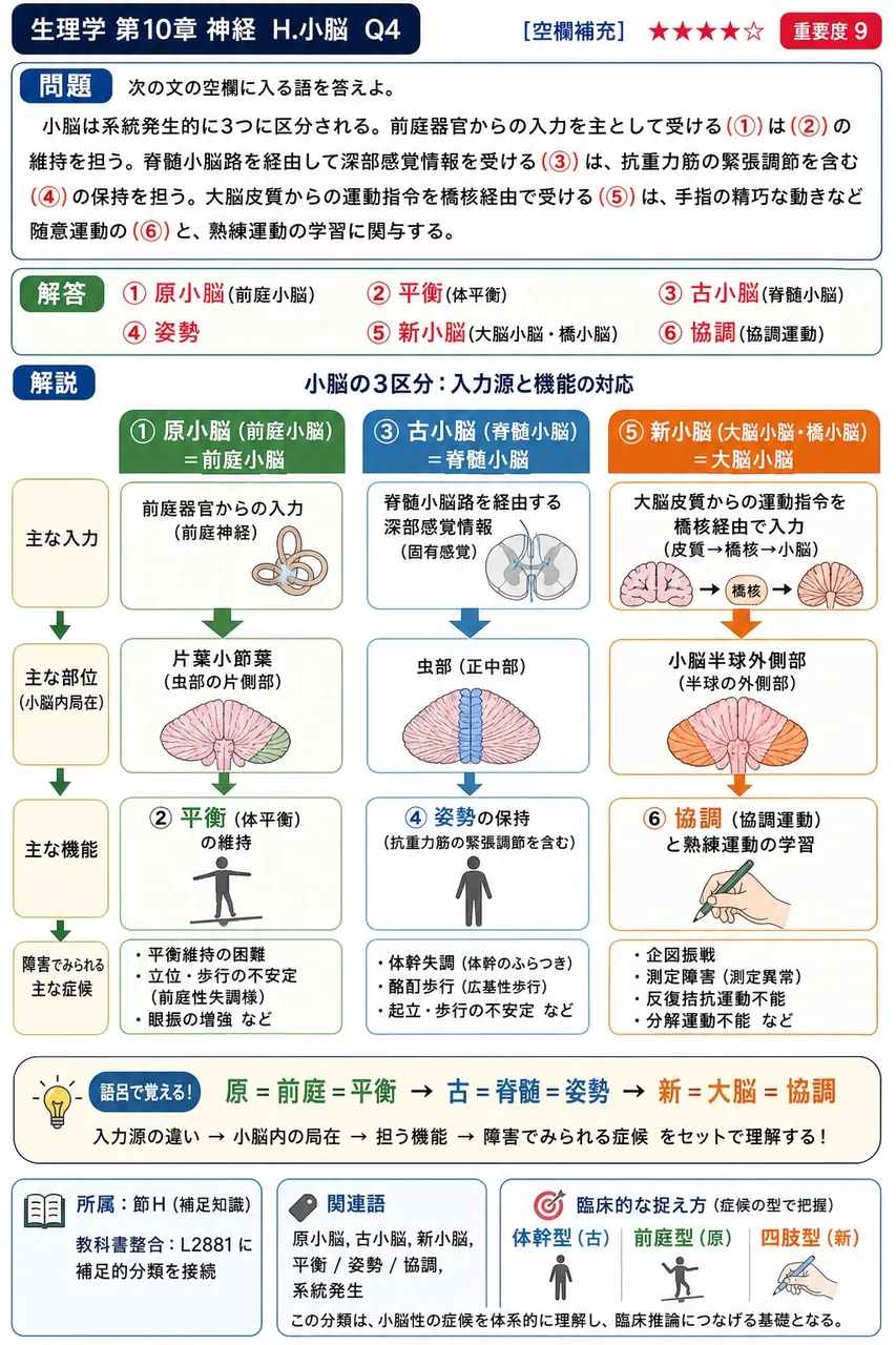 次の文の空欄に入る語を答えよ。 小脳は系統発生的に3つに区分される。前庭器官からの入力を主として受ける(①)は(②)の維持を担う。脊髄小脳路を経由して深部感覚情報を受ける(③)は、抗重力筋の緊張調節を含む(④)の保持を担う。大脳皮質からの運動指令を橋核経由で受ける(⑤)は、手指の精巧な動きなど随意運動の(⑥)と、熟練運動の学習に関与する。 解説図