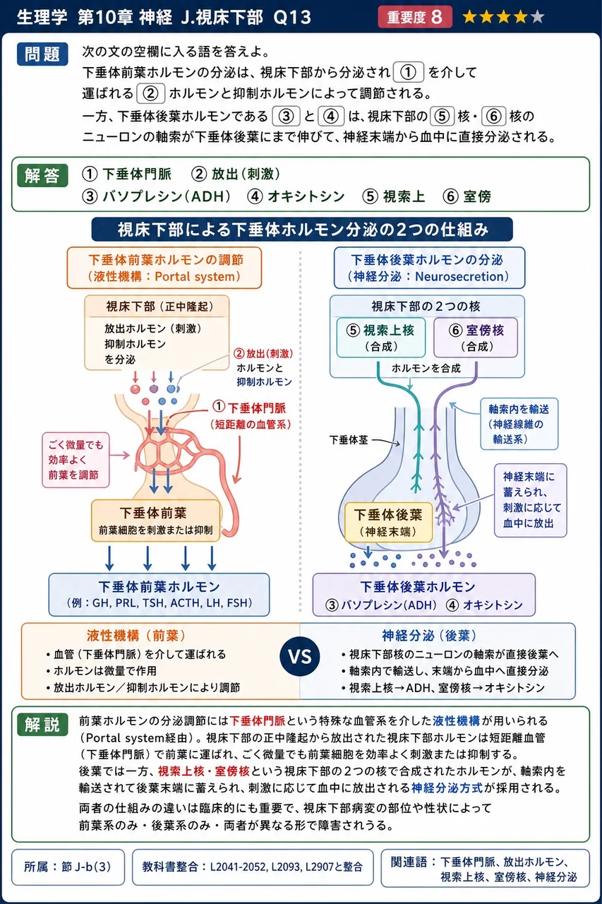 次の文の空欄に入る語を答えよ。 下垂体前葉ホルモンの分泌は、視床下部から分泌され(①)を介して運ばれる(②)ホルモンと抑制ホルモンによって調節される。一方、下垂体後葉ホルモンである(③)と(④)は、視床下部の(⑤)核・(⑥)核のニューロンの軸索が下垂体後葉にまで伸びて、神経末端から血中に直接分泌される。 解説図