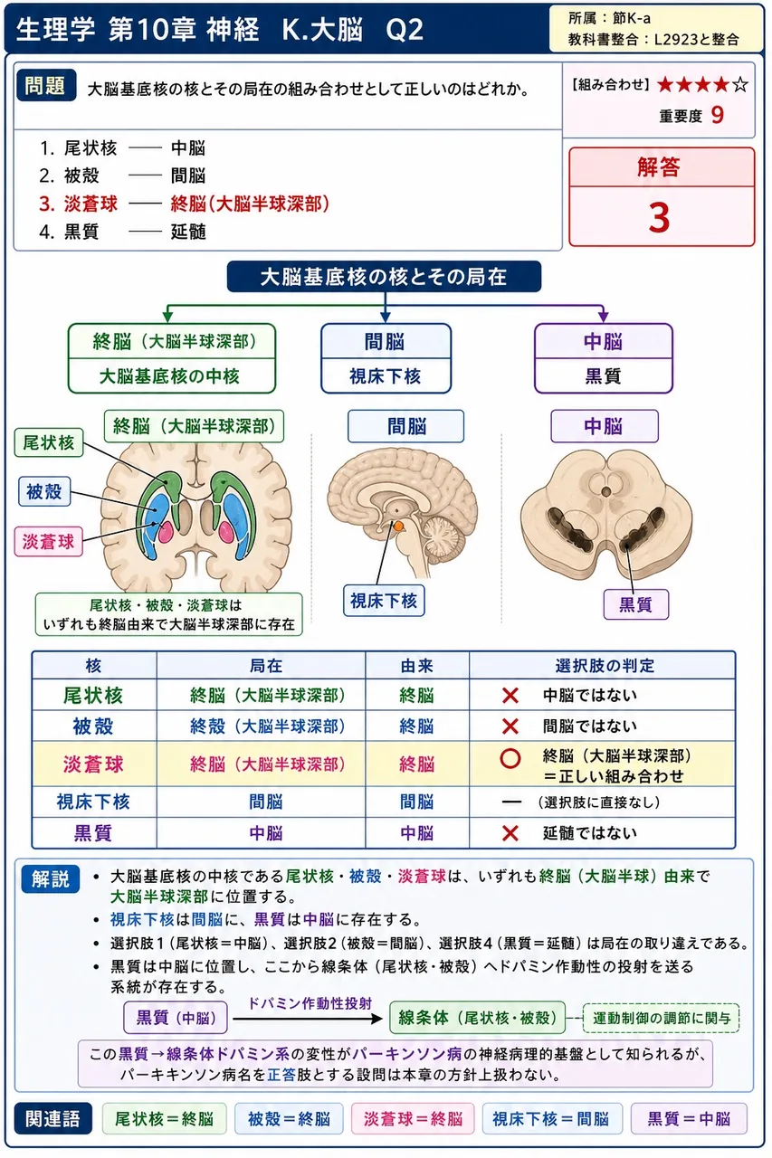 大脳基底核の核とその局在の組み合わせとして正しいのはどれか。 解説図