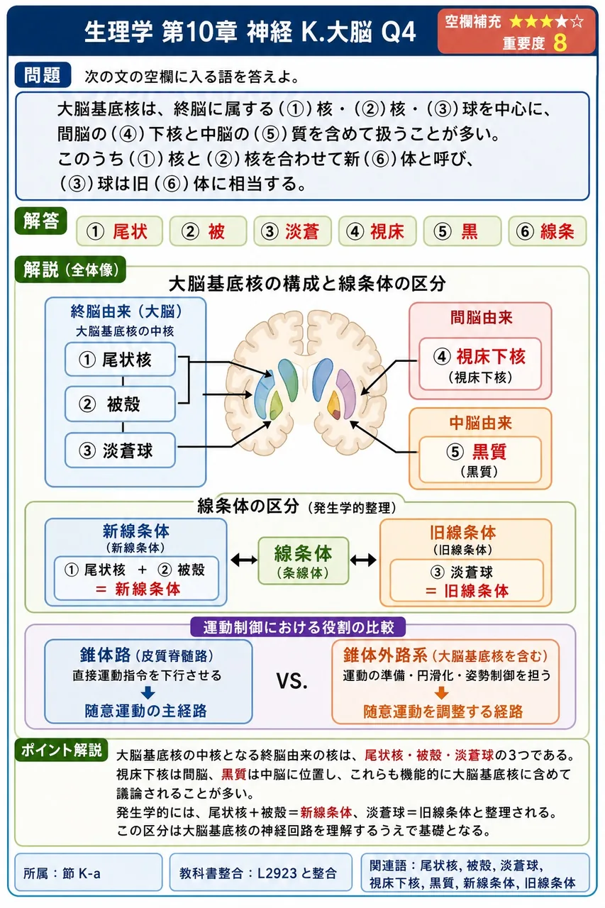 次の文の空欄に入る語を答えよ。 大脳基底核は、終脳に属する(①)核・(②)核・(③)球を中心に、間脳の(④)下核と中脳の(⑤)質を含めて扱うことが多い。このうち(①)核と(②)核を合わせて新(⑥)体と呼び、(③)球は旧(⑥)体に相当する。 解説図