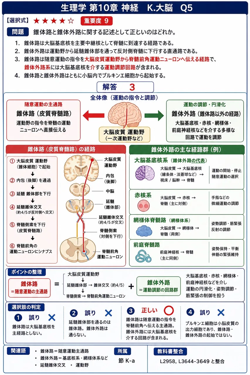 錐体路と錐体外路に関する記述として正しいのはどれか。 解説図