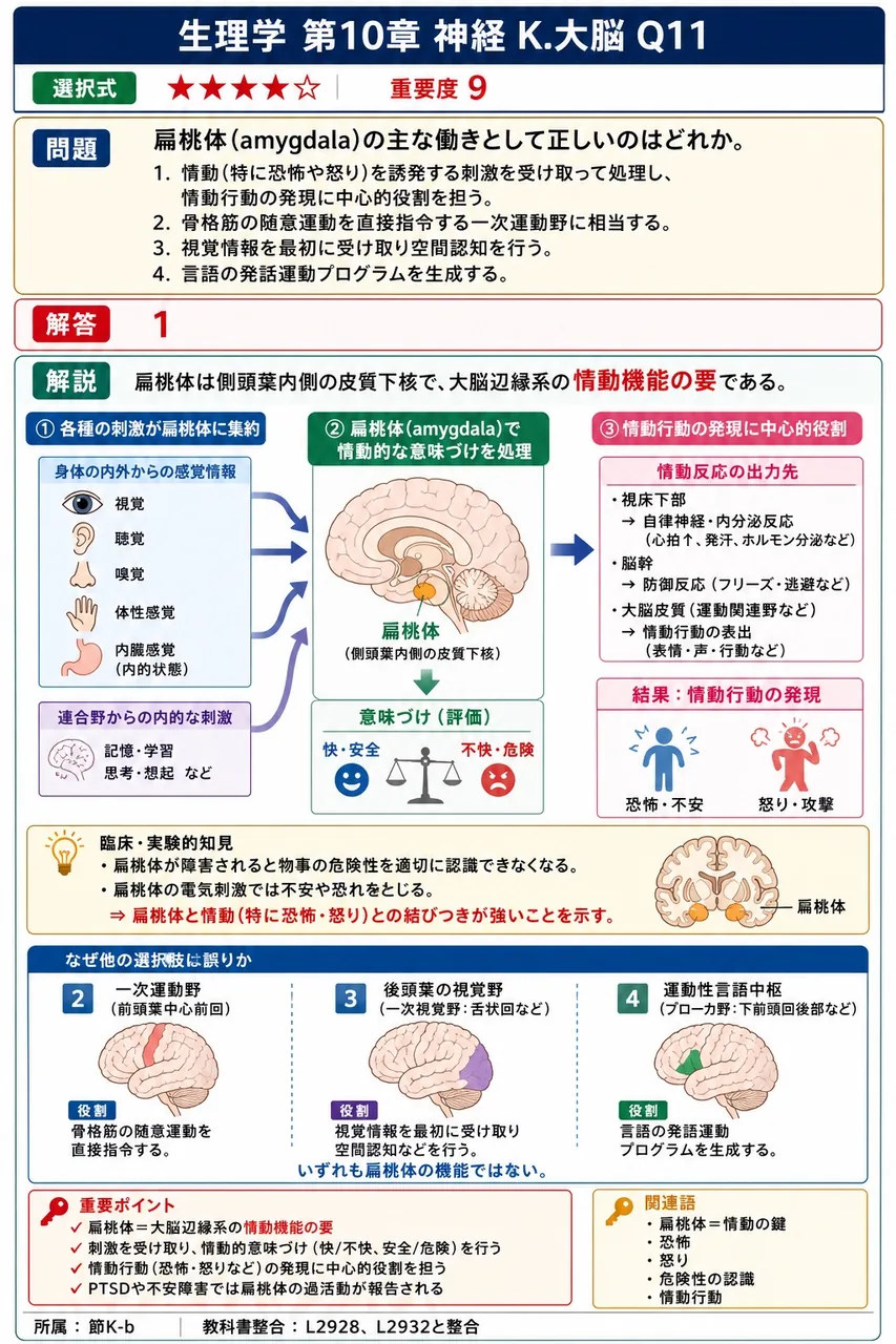 扁桃体(amygdala)の主な働きとして正しいのはどれか。 解説図