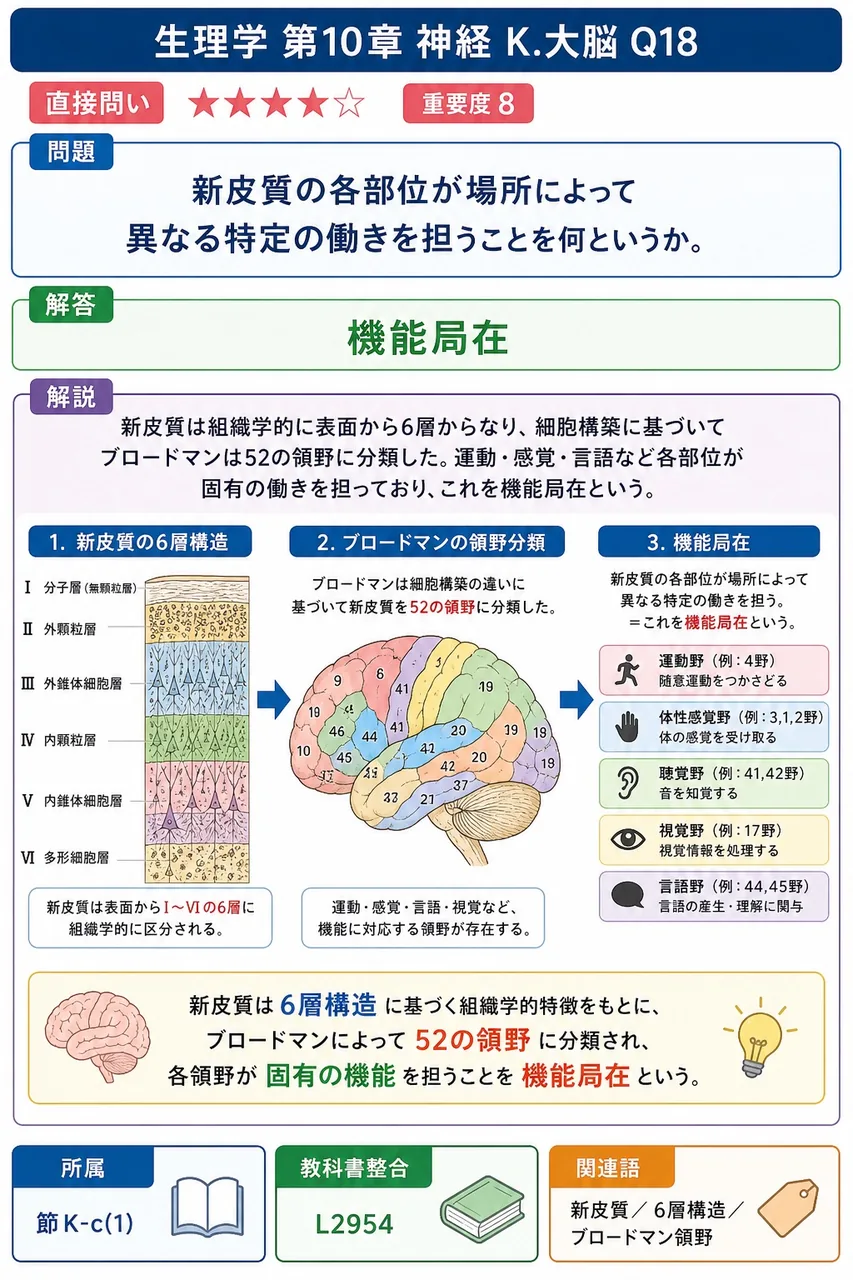 新皮質の各部位が場所によって異なる特定の働きを担うことを何というか。 解説図