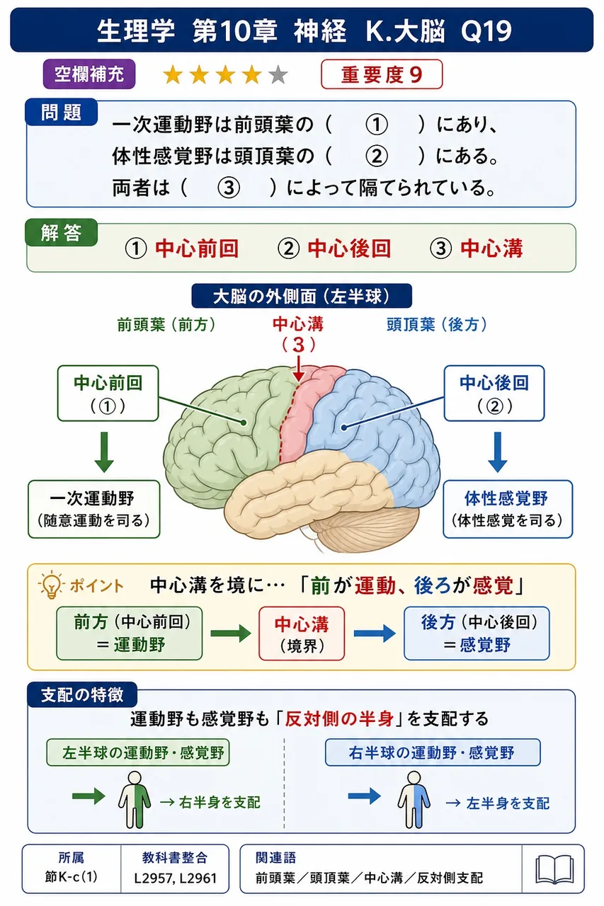 一次運動野は前頭葉の（ ① ）にあり、体性感覚野は頭頂葉の（ ② ）にある。両者は（ ③ ）によって隔てられている。 解説図