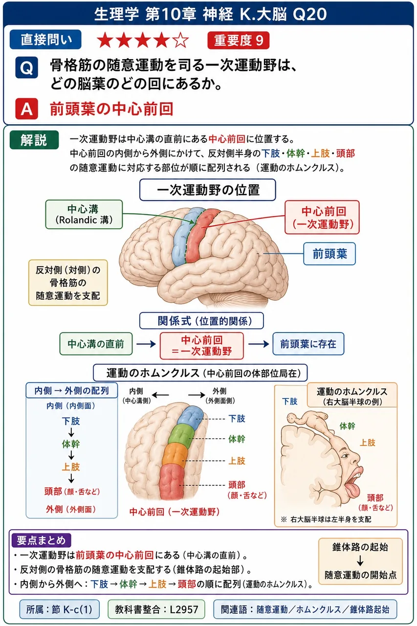 骨格筋の随意運動を司る一次運動野は、どの脳葉のどの回にあるか。 解説図