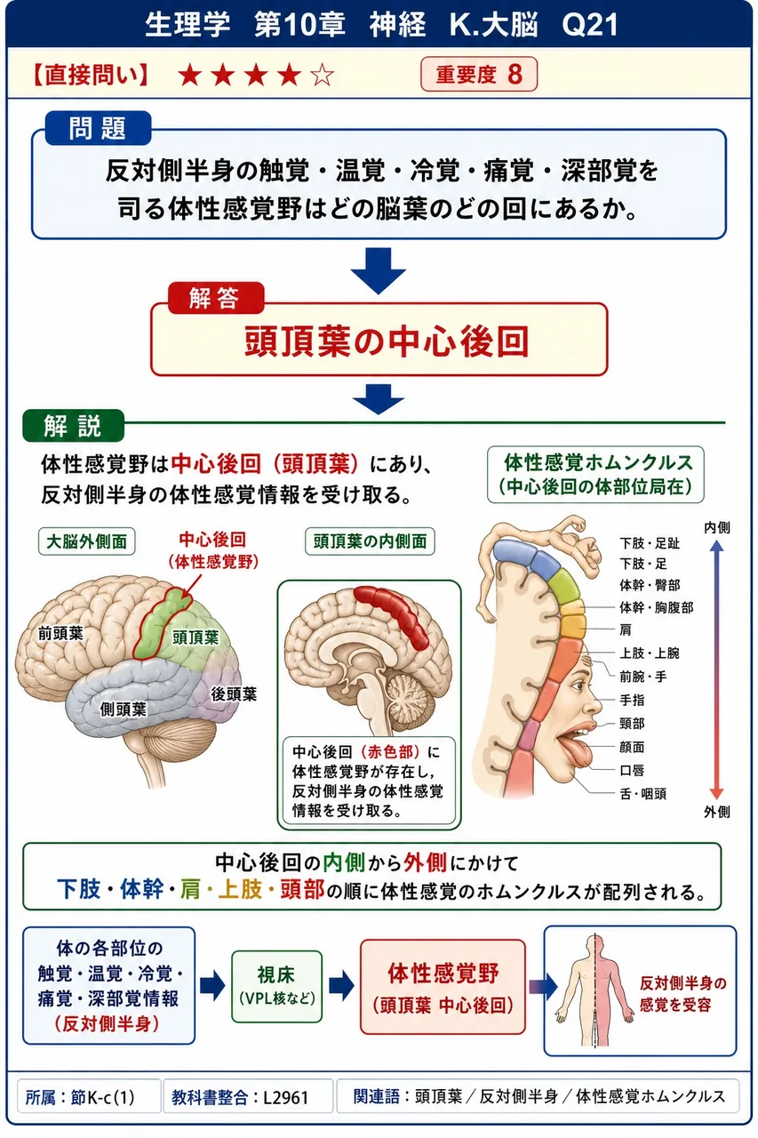 反対側半身の触覚・温覚・冷覚・痛覚・深部覚を司る体性感覚野はどの脳葉のどの回にあるか。 解説図