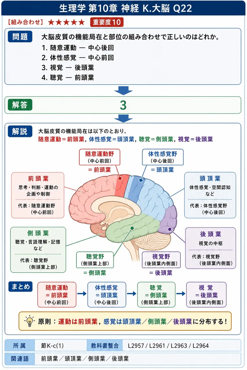 大脳皮質の機能局在と部位の組み合わせで正しいのはどれか。 解説図