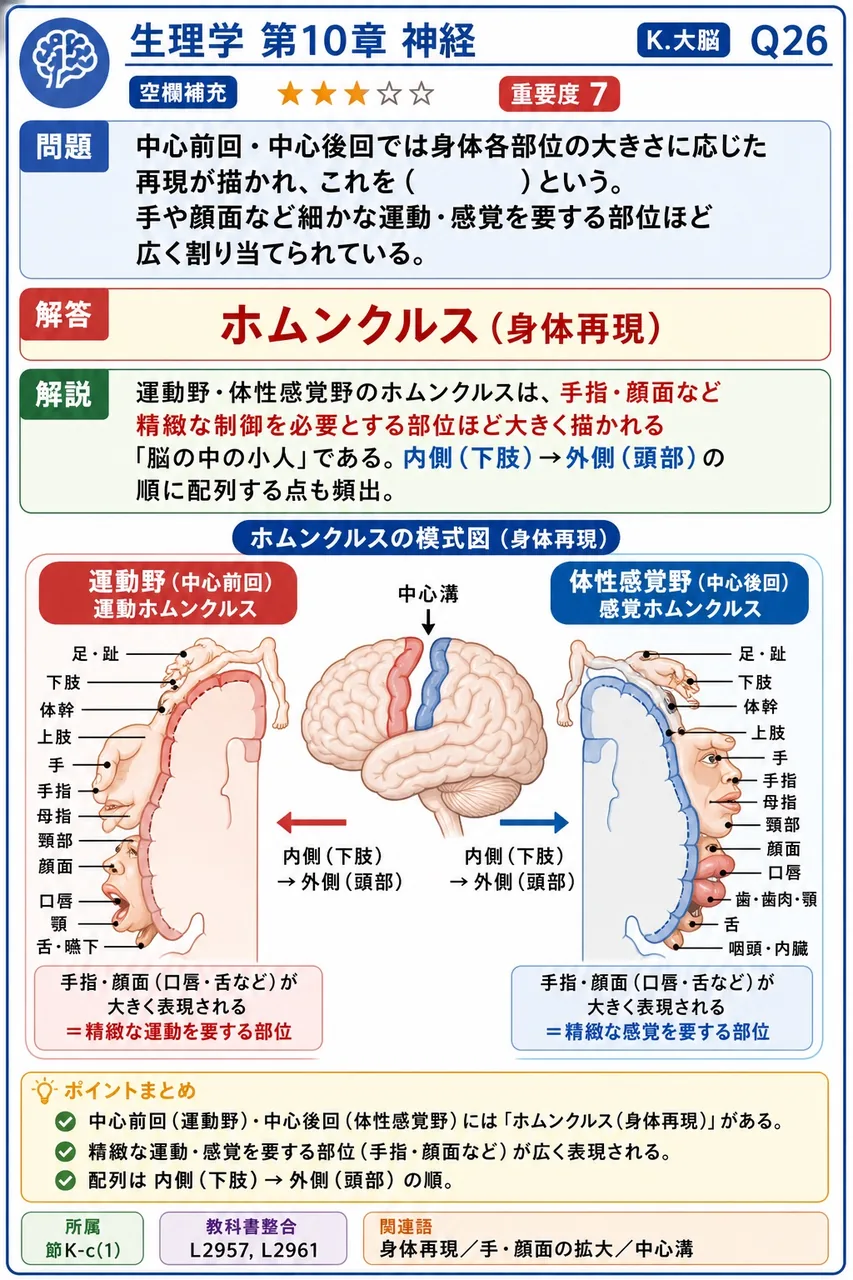 中心前回・中心後回では身体各部位の大きさに応じた再現が描かれ、これを( )という。手や顔面など細かな運動・感覚を要する部位ほど広く割り当てられている。 解説図