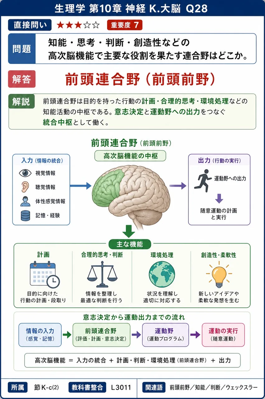 知能・思考・判断・創造性などの高次脳機能で主要な役割を果たす連合野はどこか。 解説図