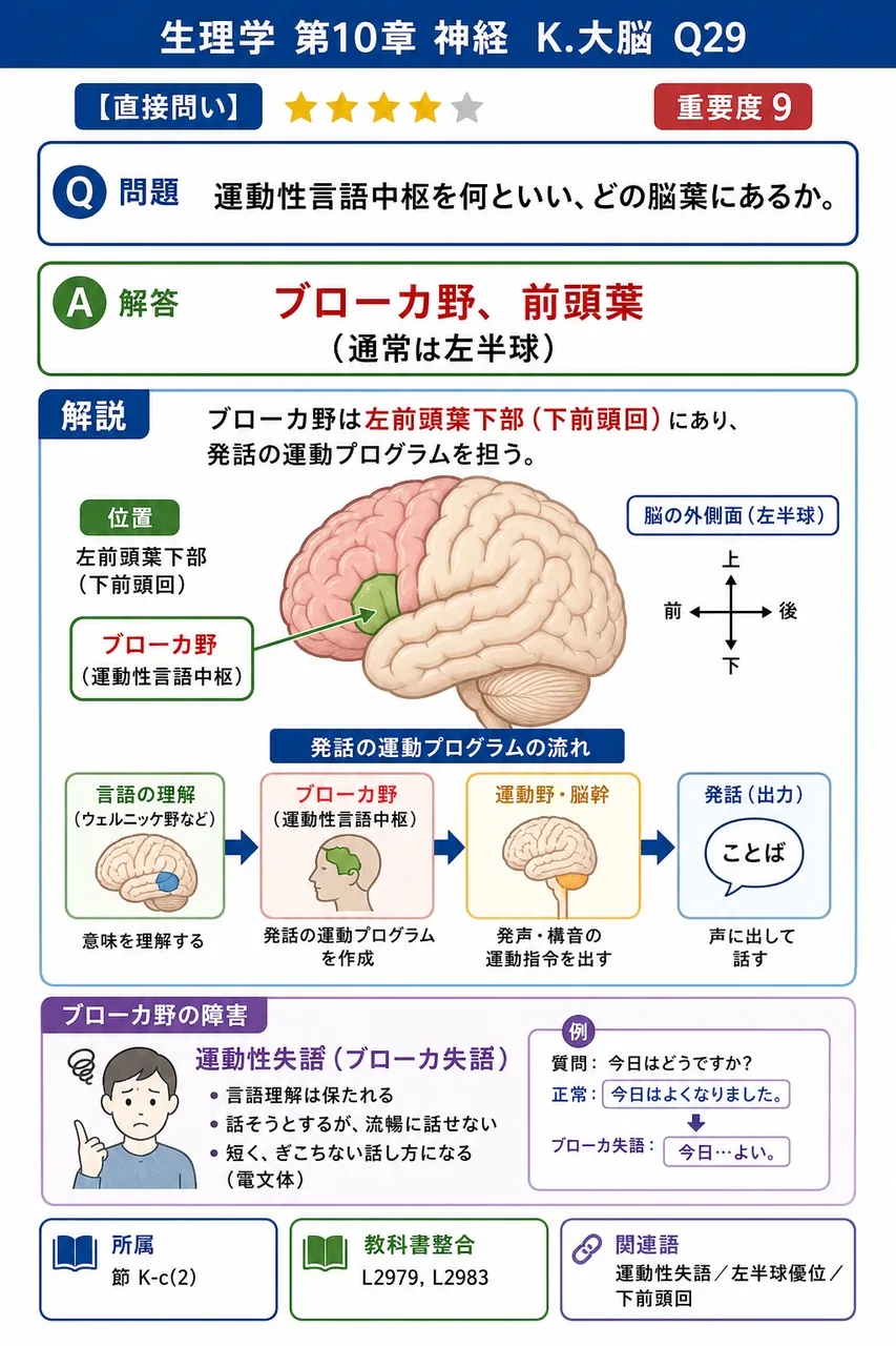 運動性言語中枢を何といい、どの脳葉にあるか。 解説図