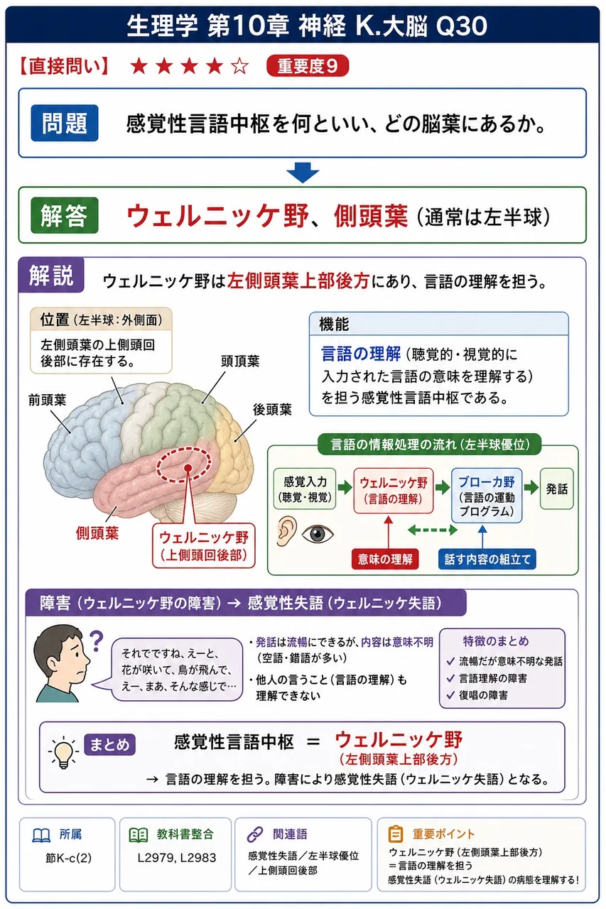 感覚性言語中枢を何といい、どの脳葉にあるか。 解説図
