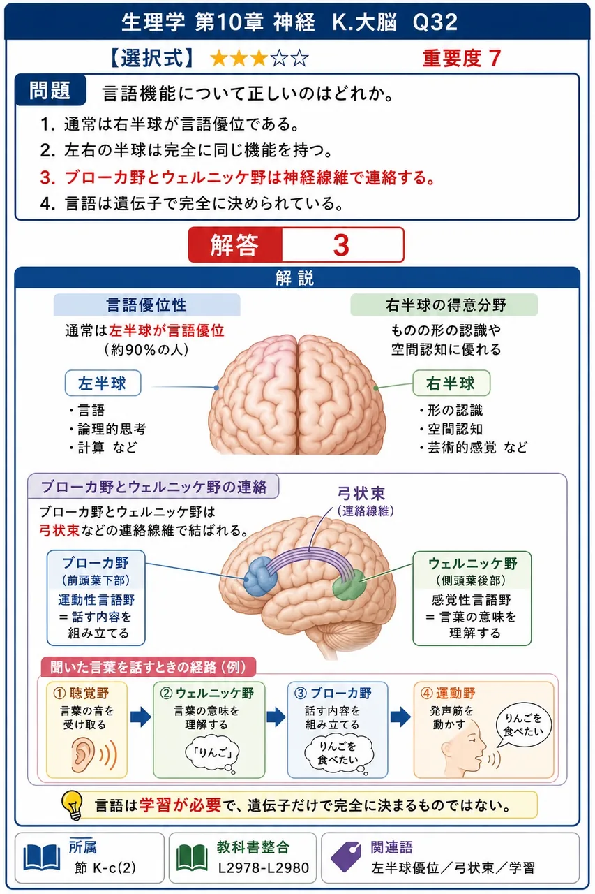 言語機能について正しいのはどれか。 解説図