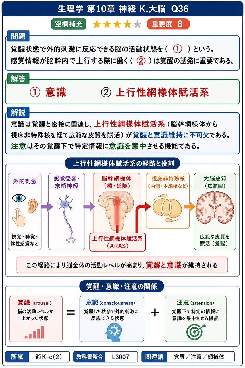 覚醒状態で外的刺激に反応できる脳の活動状態を（ ① ）という。感覚情報が脳幹内で上行する際に働く（ ② ）は覚醒の誘発に重要である。 解説図
