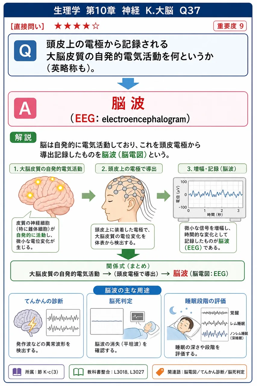頭皮上の電極から記録される大脳皮質の自発的電気活動を何というか（英略称も）。 解説図