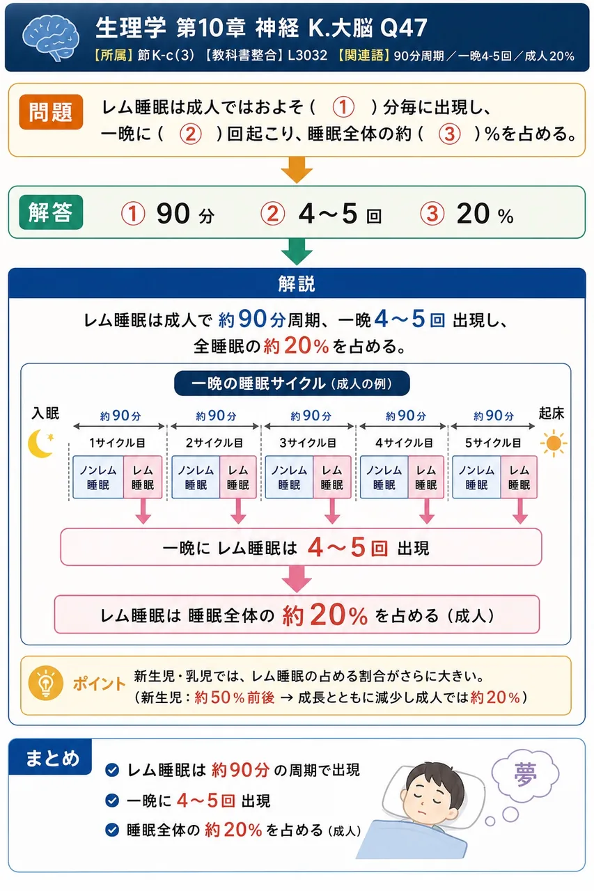 レム睡眠は成人ではおよそ( ① )分毎に出現し、一晩に( ② )回起こり、睡眠全体の約( ③ )%を占める。 解説図