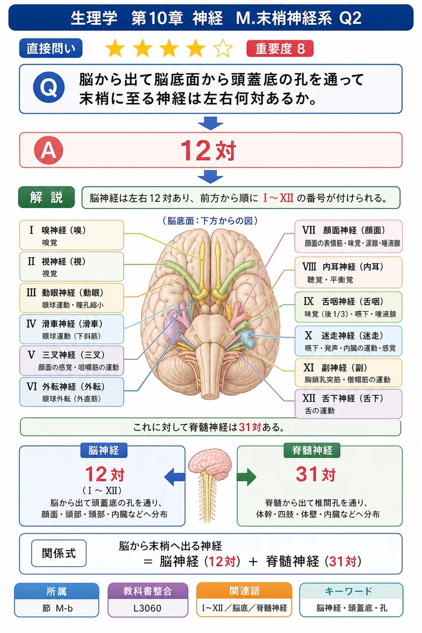 脳から出て脳底面から頭蓋底の孔を通って末梢に至る神経は左右何対あるか。 解説図