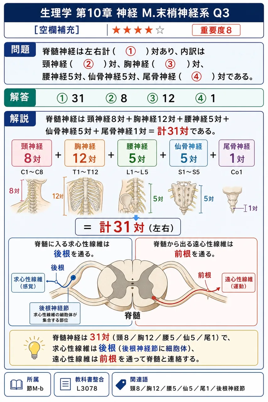 脊髄神経は左右計( ① )対あり、内訳は頸神経( ② )対、胸神経( ③ )対、腰神経5対、仙骨神経5対、尾骨神経( ④ )対である。 解説図