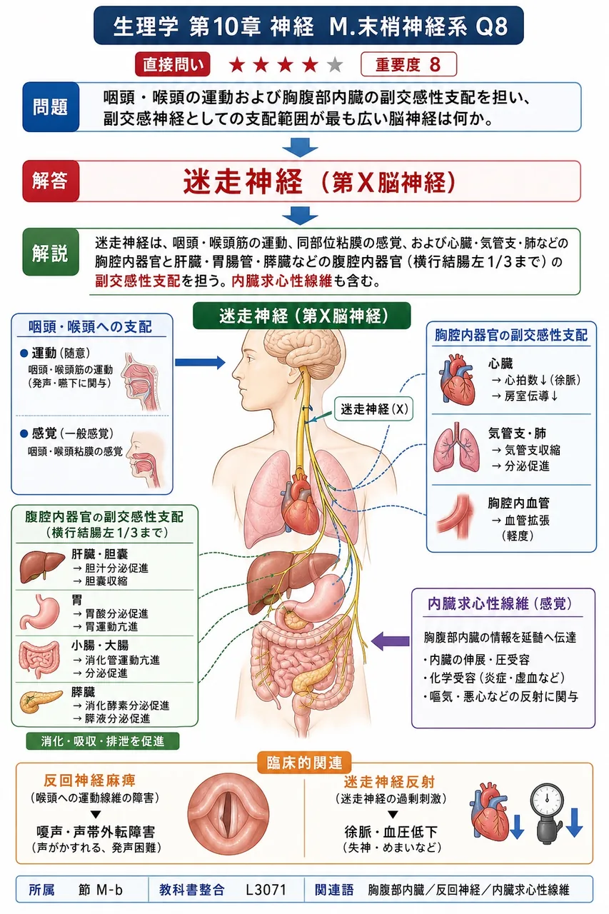 咽頭・喉頭の運動および胸腹部内臓の副交感性支配を担い、副交感神経としての支配範囲が最も広い脳神経は何か。 解説図