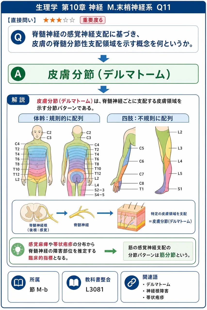 脊髄神経の感覚神経支配に基づき、皮膚の脊髄分節性支配領域を示す概念を何というか。 解説図