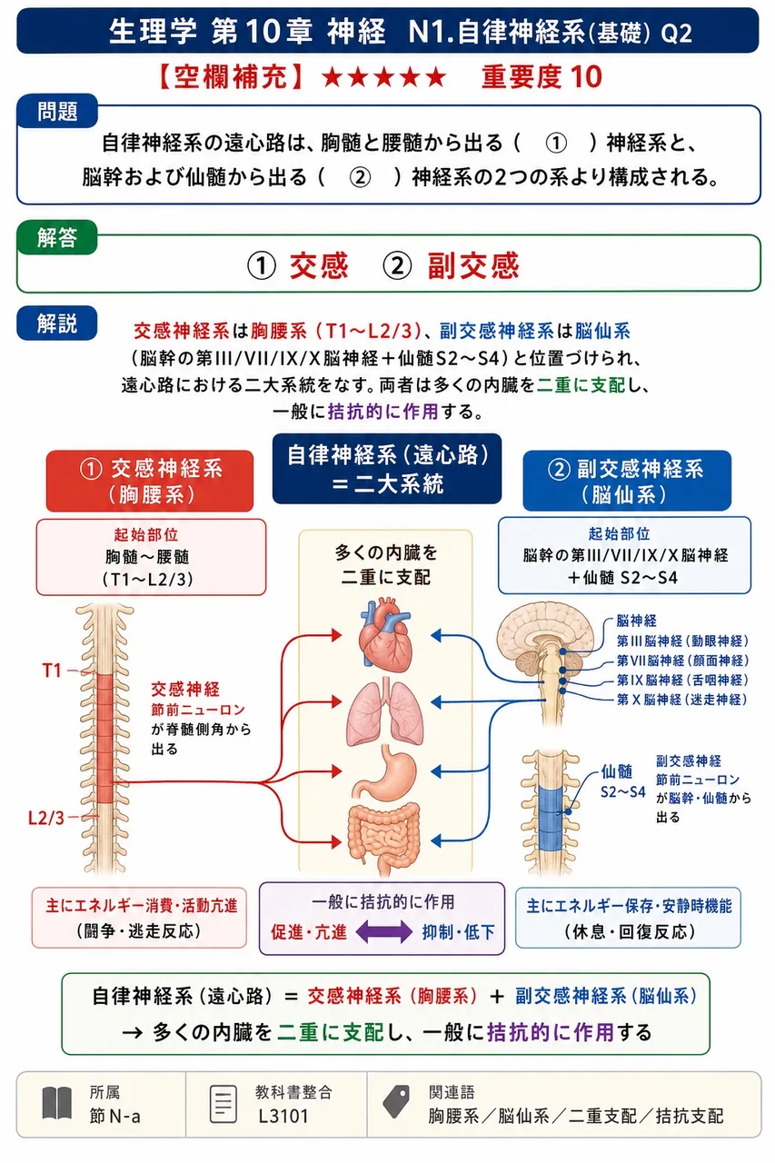 自律神経系の遠心路は、胸髄と腰髄から出る（ ① ）神経系と、脳幹および仙髄から出る（ ② ）神経系の2つの系より構成される。 解説図