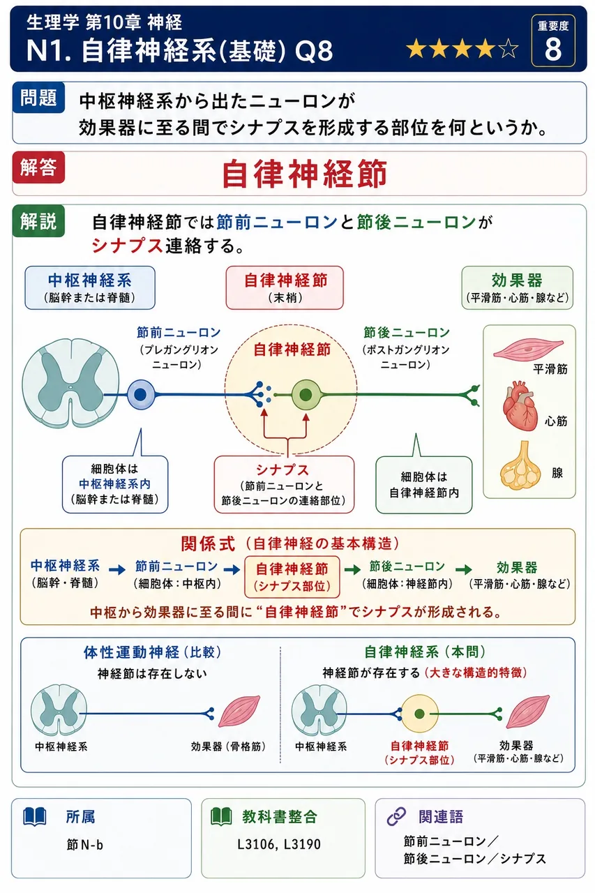 中枢神経系から出たニューロンが効果器に至る間でシナプスを形成する部位を何というか。 解説図