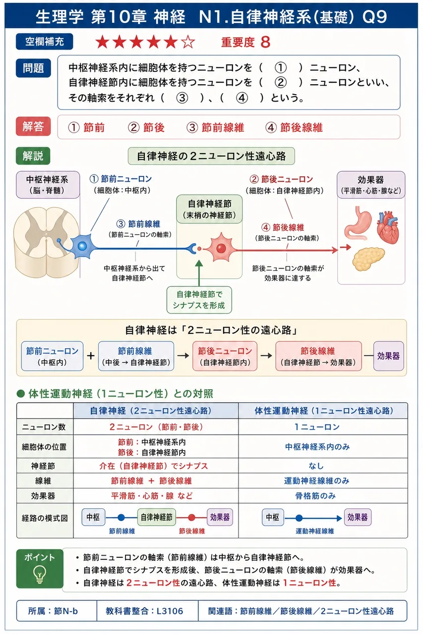 中枢神経系内に細胞体を持つニューロンを（ ① ）ニューロン、自律神経節内に細胞体を持つニューロンを（ ② ）ニューロンといい、その軸索をそれぞれ（ ③ ）、（ ④ ）という。 解説図