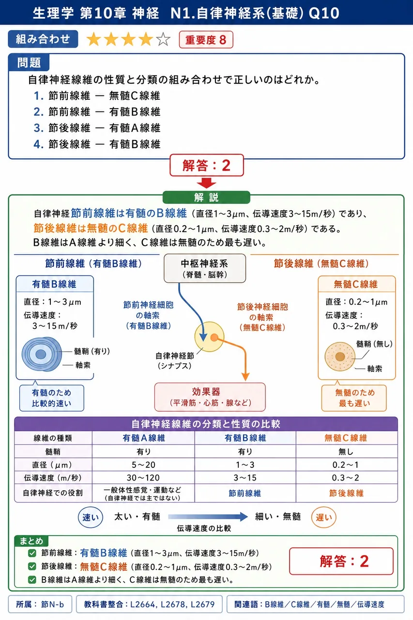 自律神経線維の性質と分類の組み合わせで正しいのはどれか。 解説図