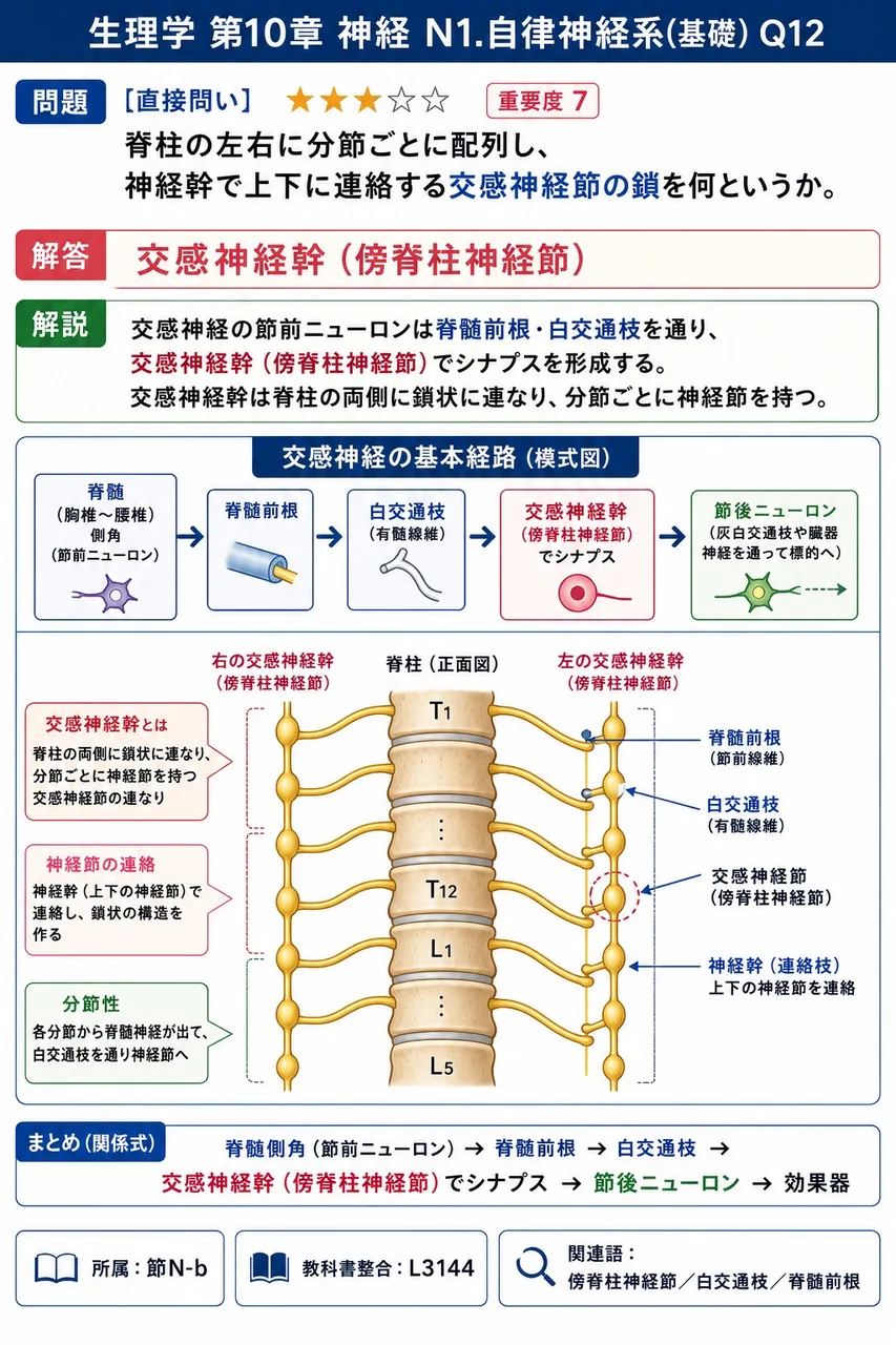 脊柱の左右に分節ごとに配列し、神経幹で上下に連絡する交感神経節の鎖を何というか。 解説図