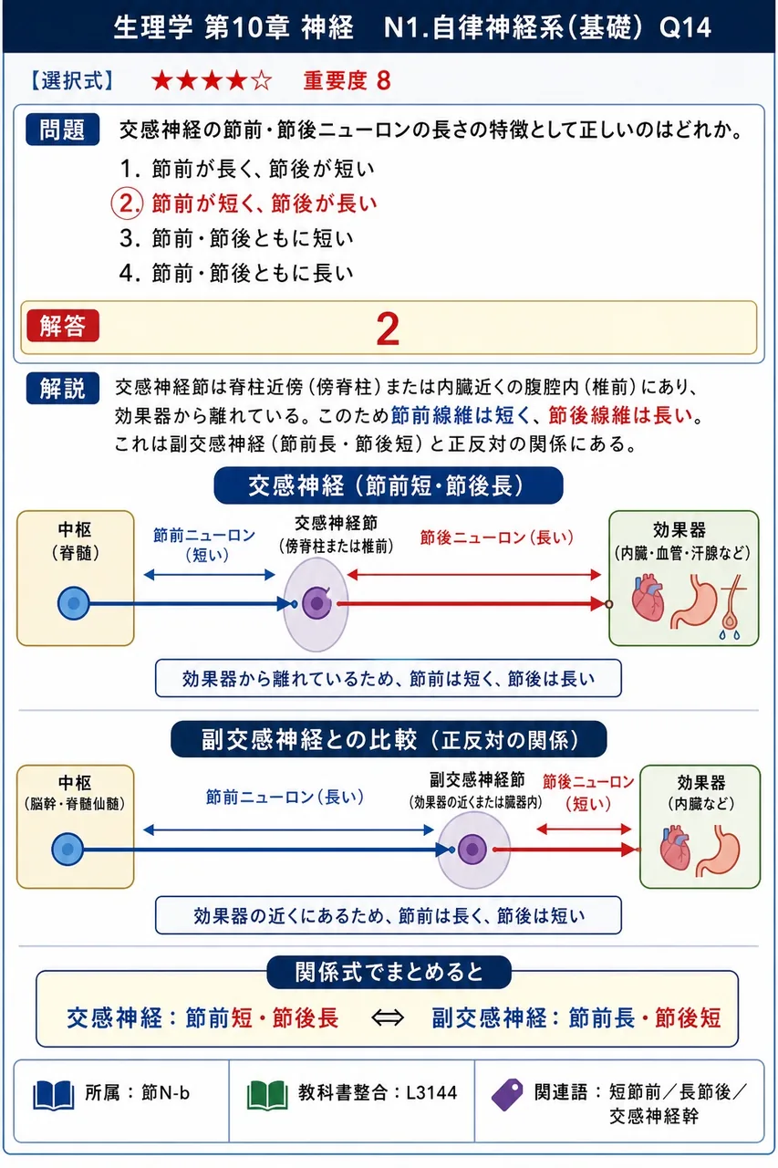 交感神経の節前・節後ニューロンの長さの特徴として正しいのはどれか。 解説図