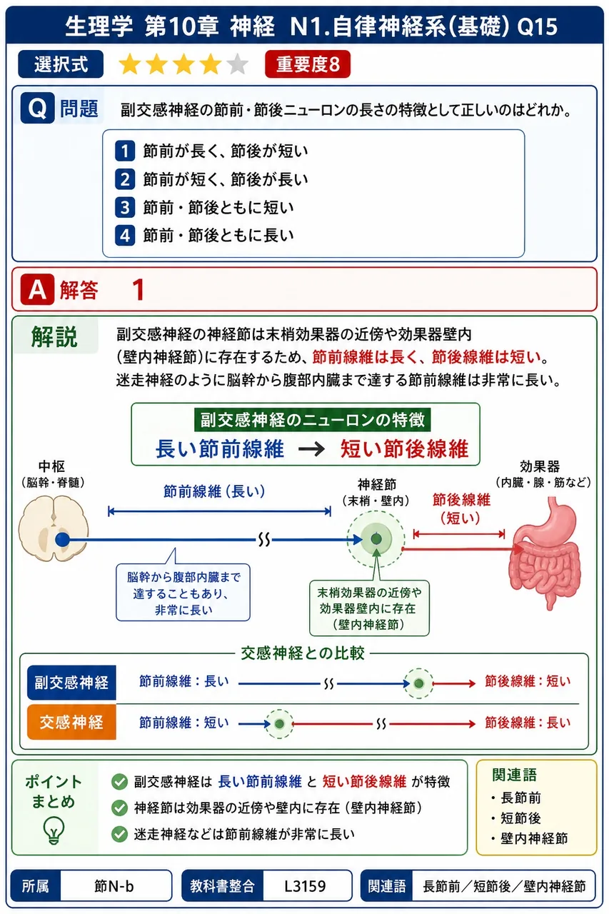 副交感神経の節前・節後ニューロンの長さの特徴として正しいのはどれか。 解説図