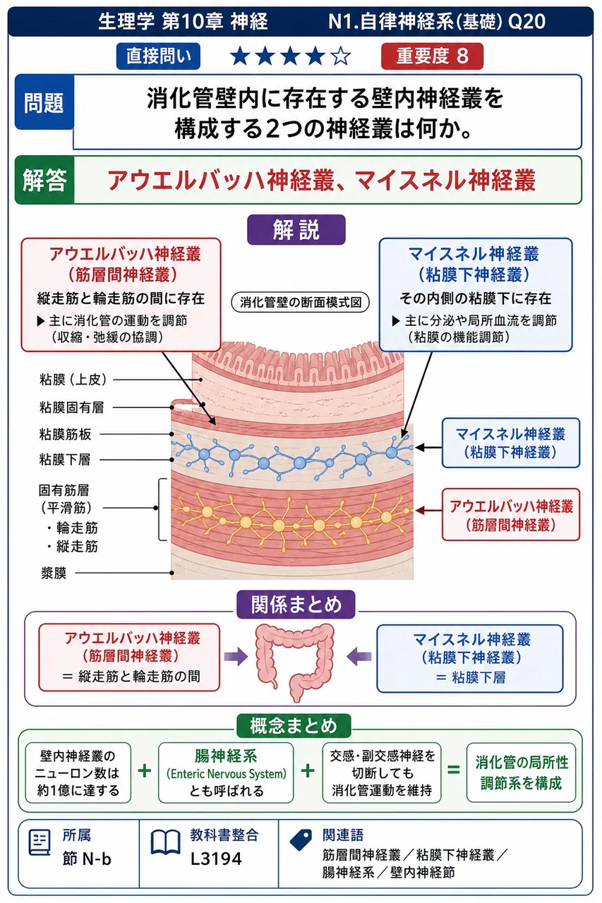 消化管壁内に存在する壁内神経叢を構成する2つの神経叢は何か。 解説図
