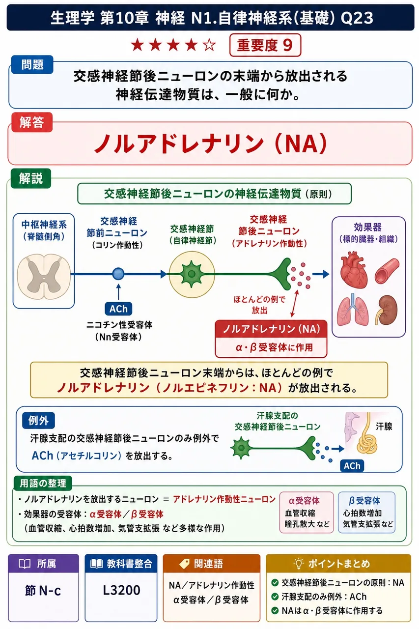 交感神経節後ニューロンの末端から放出される神経伝達物質は、一般に何か。 解説図
