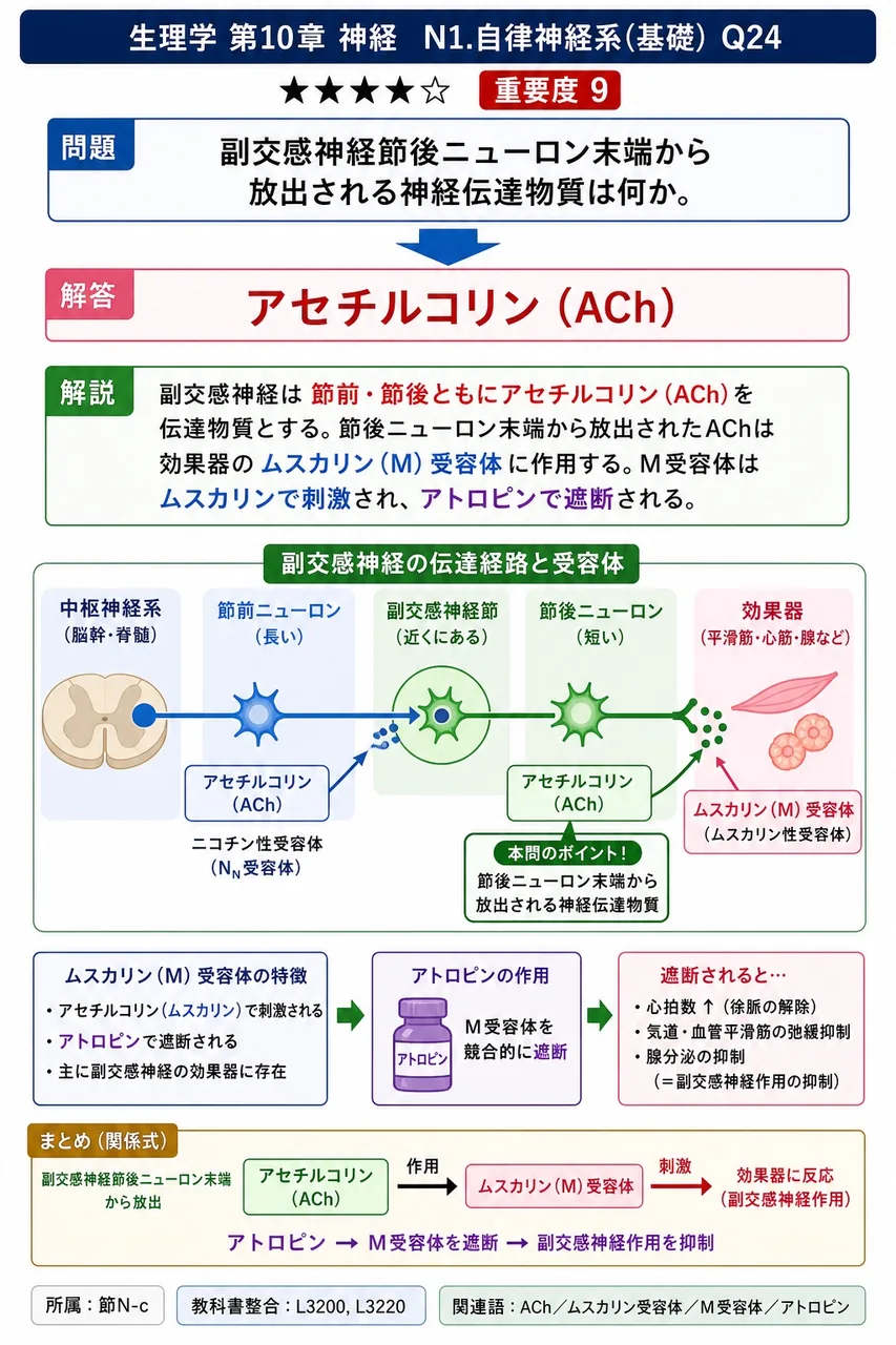 副交感神経節後ニューロン末端から放出される神経伝達物質は何か。 解説図