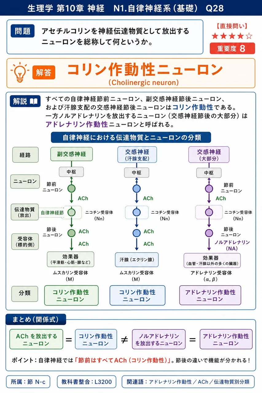 アセチルコリンを神経伝達物質として放出するニューロンを総称して何というか。 解説図