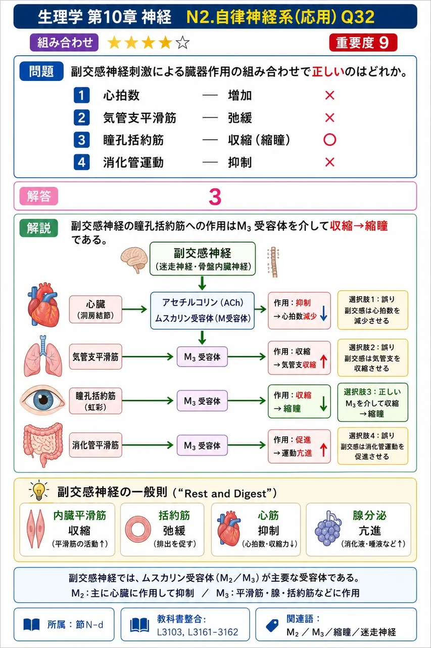 副交感神経刺激による臓器作用の組み合わせで**正しい**のはどれか。 解説図