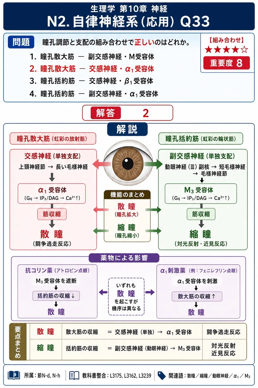 瞳孔調節と支配の組み合わせで**正しい**のはどれか。 解説図
