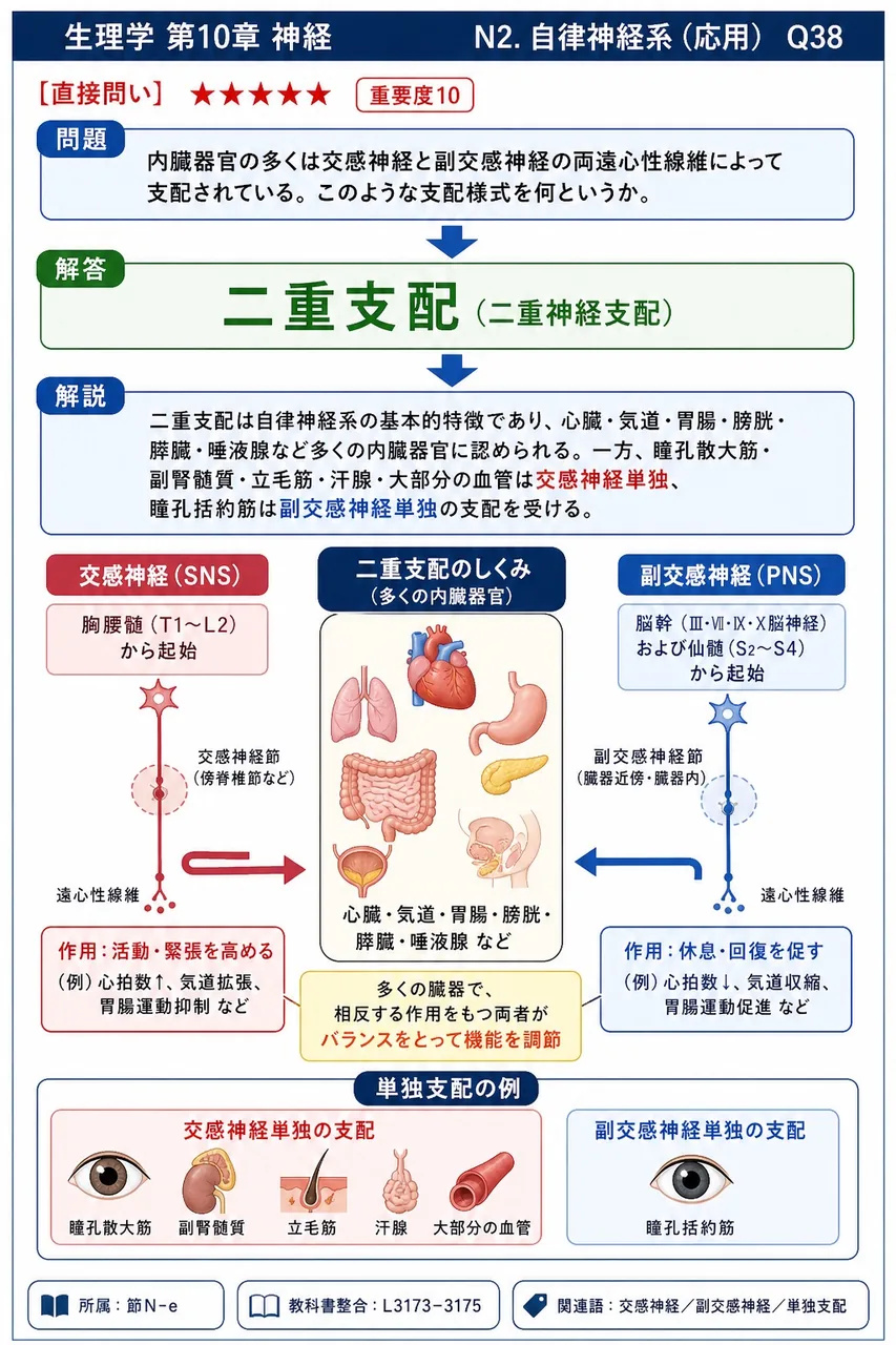 内臓器官の多くは交感神経と副交感神経の両遠心性線維によって支配されている。このような支配様式を何というか。 解説図