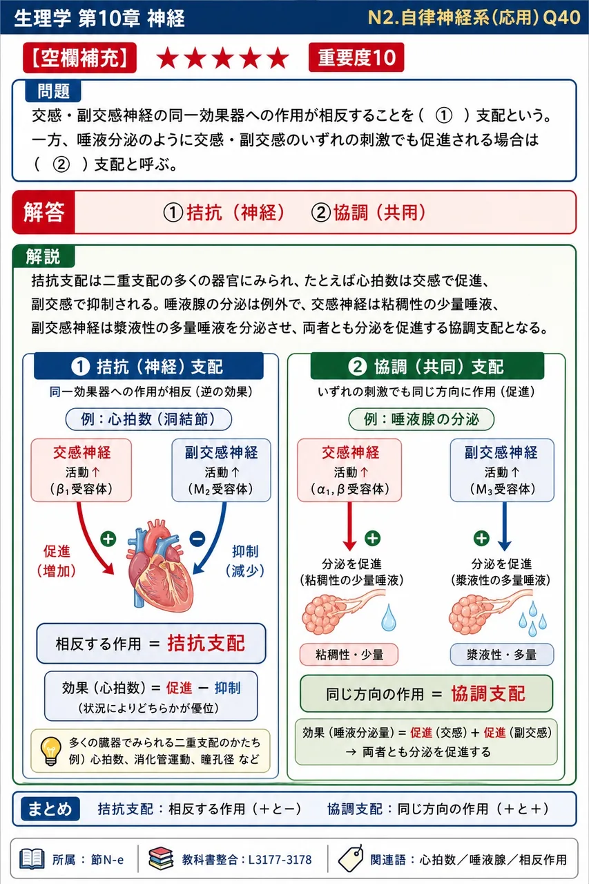 交感・副交感神経の同一効果器への作用が相反することを( ① )支配という。一方、唾液分泌のように交感・副交感のいずれの刺激でも促進される場合は( ② )支配と呼ぶ。 解説図