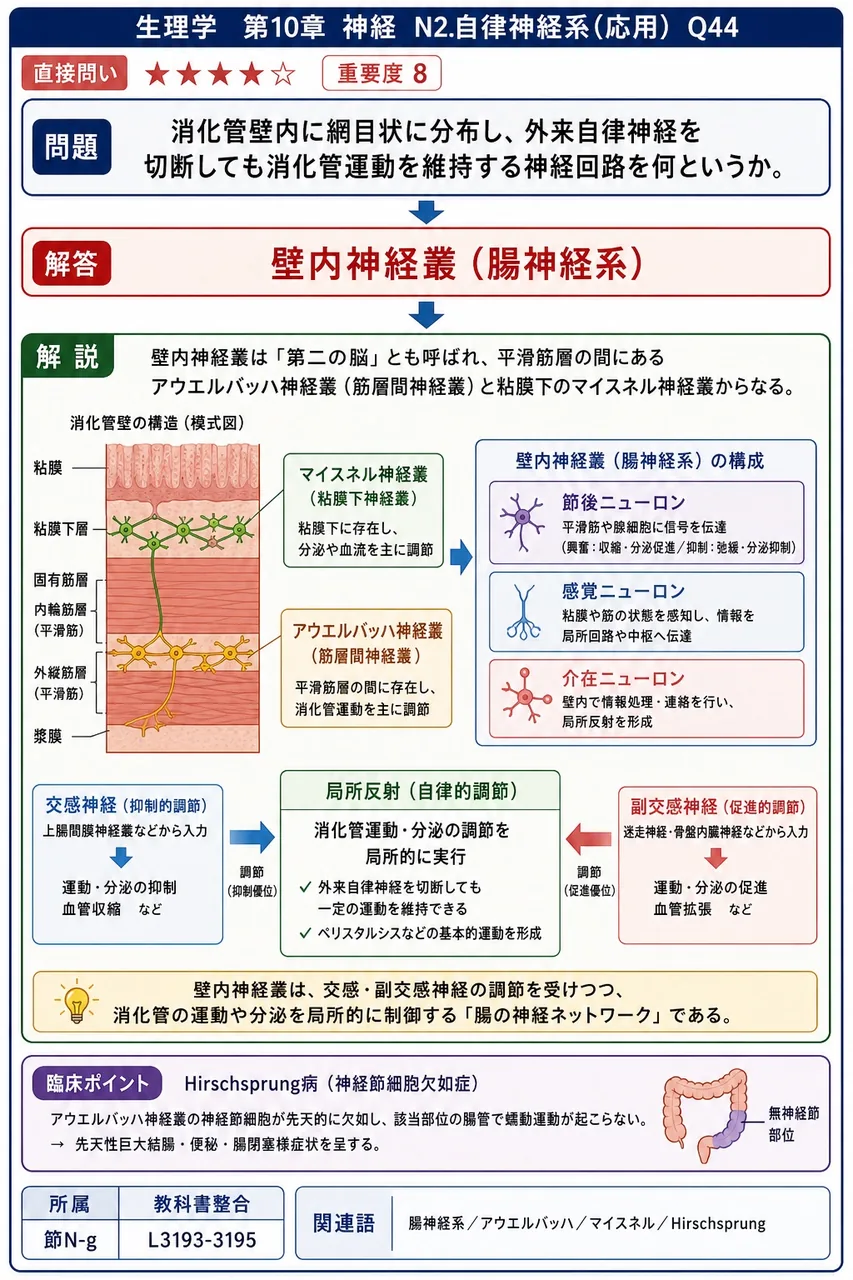 消化管壁内に網目状に分布し、外来自律神経を切断しても消化管運動を維持する神経回路を何というか。 解説図