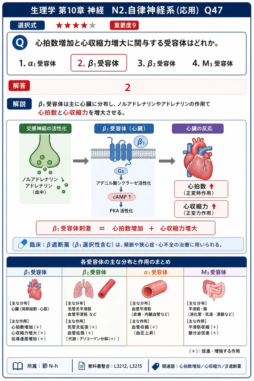 心拍数増加と心収縮力増大に関与する受容体はどれか。 解説図