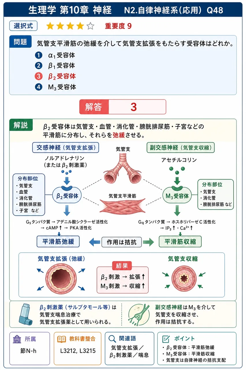 気管支平滑筋の弛緩を介して気管支拡張をもたらす受容体はどれか。 解説図